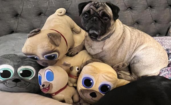 /images/uploads/pug nation rescue of los angeles/pugnation2024/entries/30972thumb.jpg